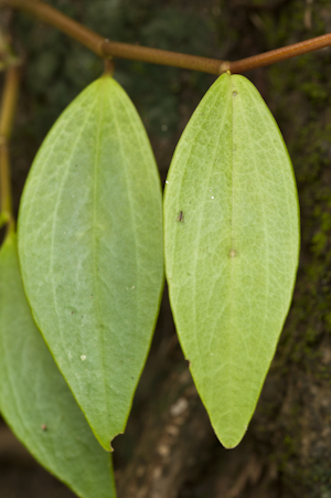 Peperomia glabella