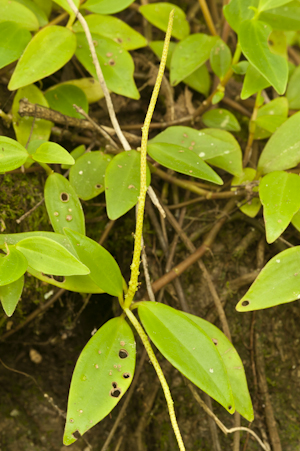 Peperomia glabella