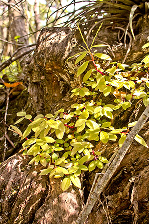 Peperomia humilis