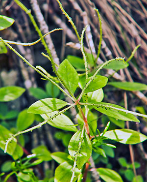 Peperomia humilis