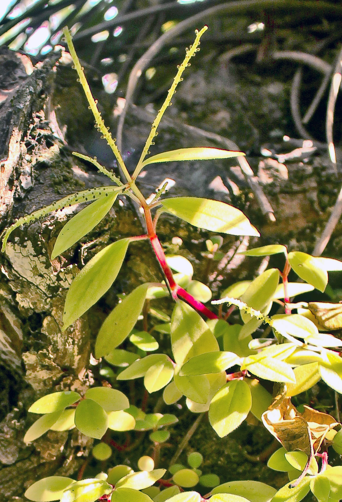 Peperomia humilis