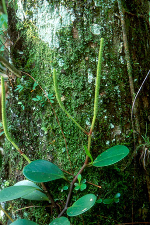 Peperomia obtusifolia