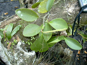 Peperomia obtusifolia