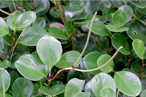 Peperomia obtusifolia