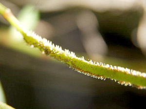 Peperomia obtusifolia