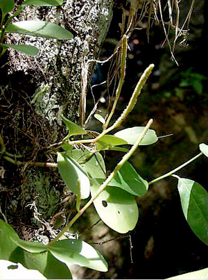 Peperomia obtusifolia