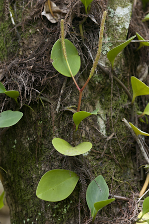 Peperomia obtusifolia