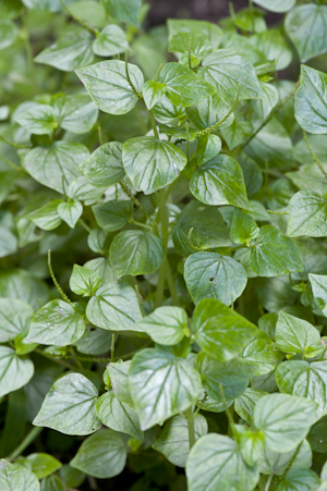 Peperomia pellucida