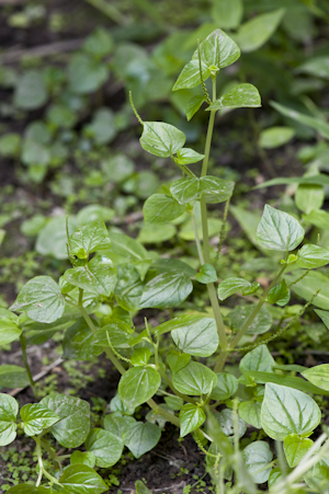 Peperomia pellucida