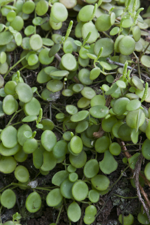 Peperomia rotundifolia