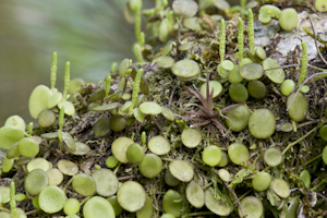 Peperomia rotundifolia