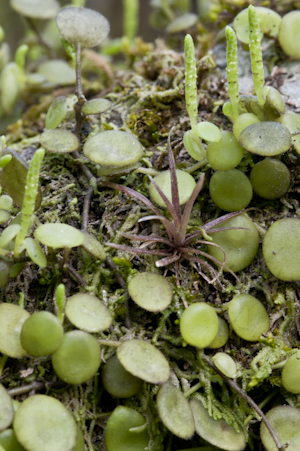 Peperomia rotundifolia