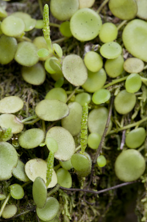 Peperomia rotundifolia