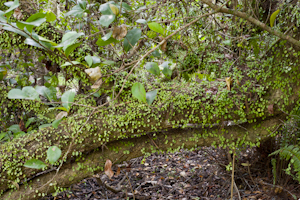 Peperomia rotundifolia