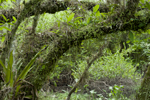 Peperomia rotundifolia