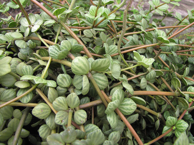 Peperomia tetraphylla