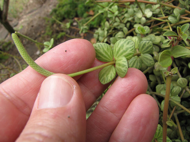 Peperomia tetraphylla