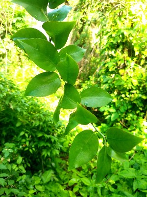 Pereskia aculeata