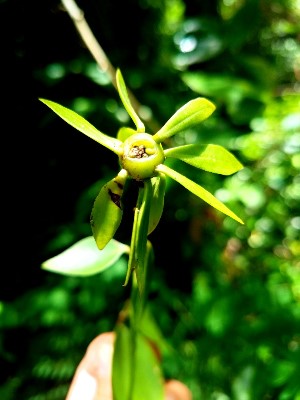 Pereskia aculeata