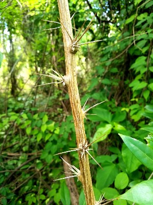 Pereskia aculeata