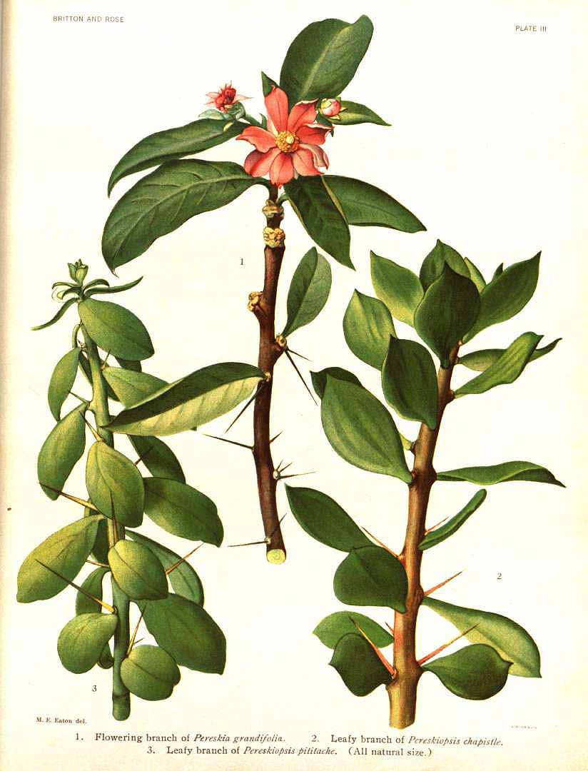 Pereskia grandifolia