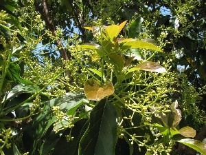 Persea americana