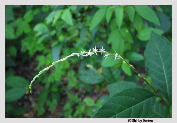 Petiveria alliacea