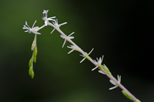 Petiveria alliacea