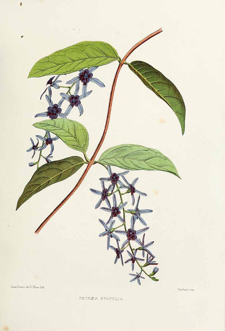 Petrea volubilis