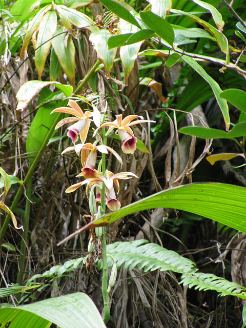 Phaius tancarvilleae