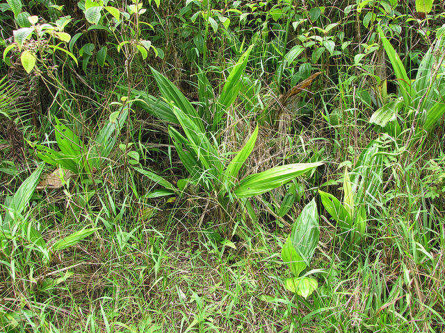 Phaius tancarvilleae