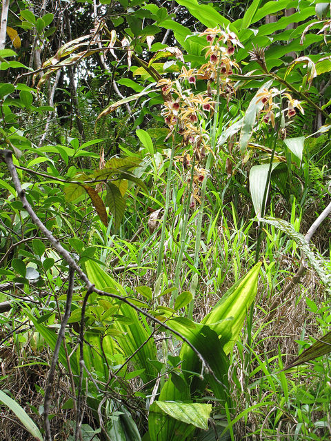 Phaius tancarvilleae