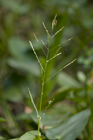 Phanopyrum gymnocarpon