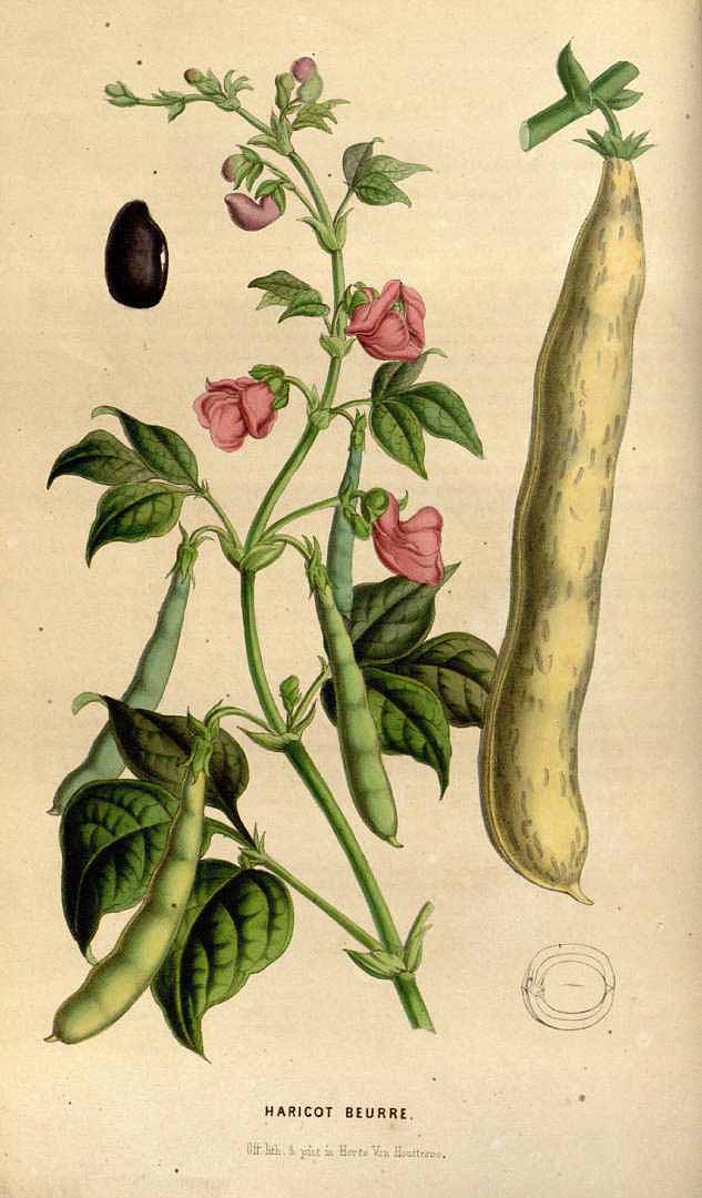 Phaseolus vulgaris