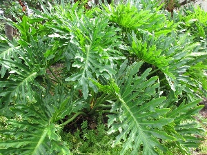 Philodendron bipinnatifidum