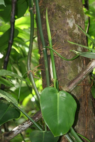 Philodendron consanguineum