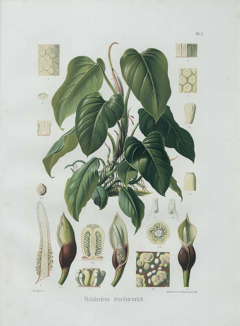 Philodendron fragrantissimum