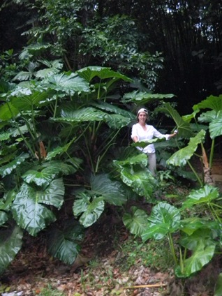 Philodendron giganteum