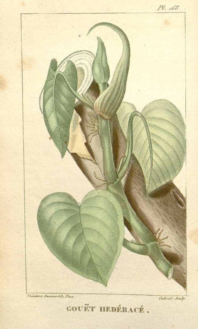 Philodendron hederaceum