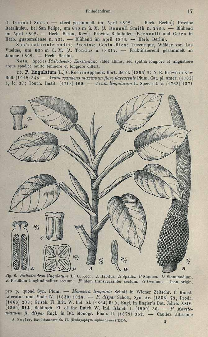 Philodendron lingulatum