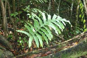 Phlebodium aureum