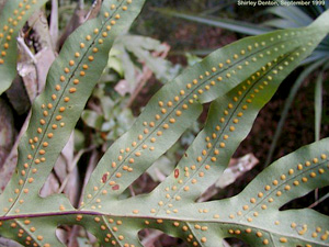 Phlebodium aureum