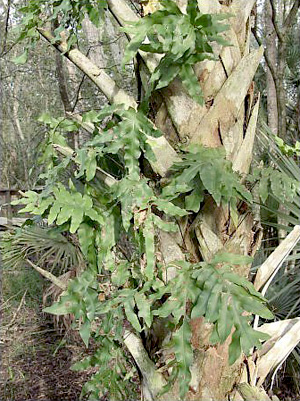 Phlebodium aureum