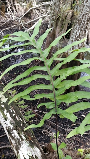 Phlebodium aureum