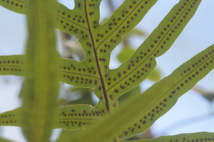 Phlebodium aureum