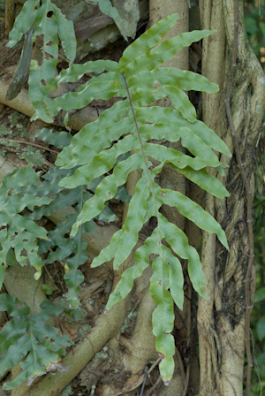 Phlebodium aureum