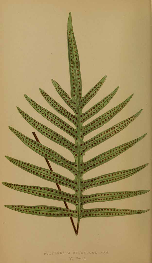 Phlebodium pseudoaureum