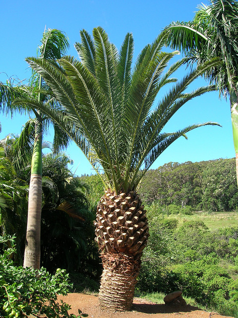 Phoenix canariensis