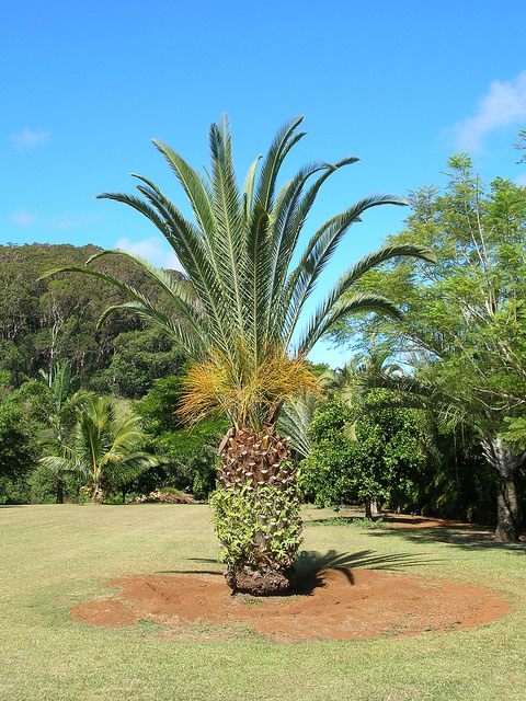 Phoenix canariensis