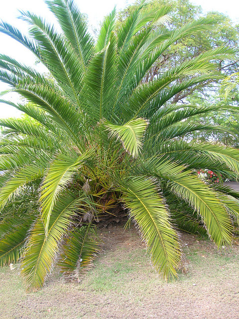 Phoenix canariensis